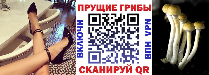 blacksprut ссылка  где купить наркотик  Сунжа  Галлюциногенные грибы Psilocybine cubensis 