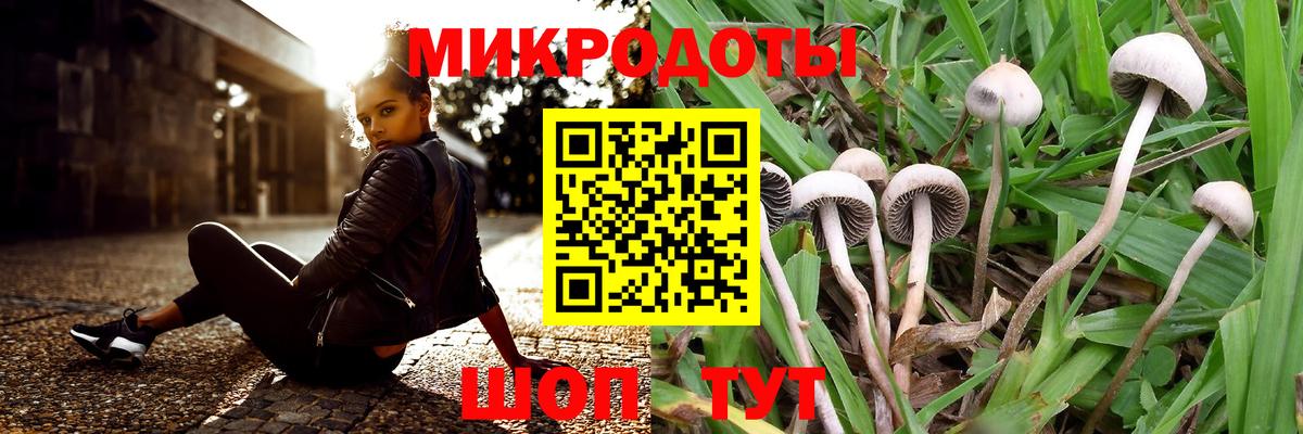 где купить наркоту  Галлюциногенные грибы Psilocybine cubensis  Сунжа  Псилоцибиновые грибы Psilocybe 