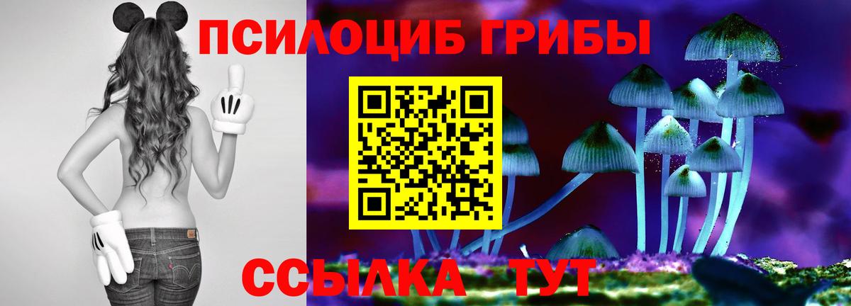 Псилоцибиновые грибы мицелий Сунжа